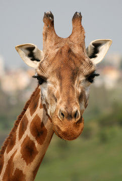 Portrait of giraffe in a Zoo