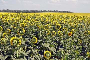 Field of sunflowers in summer time in Russian southern region
