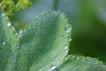 Drops of dew on a leaf in the morning