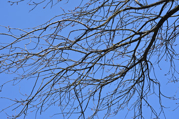 Willow tree branch in the spring