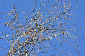 Willow tree branch in the spring