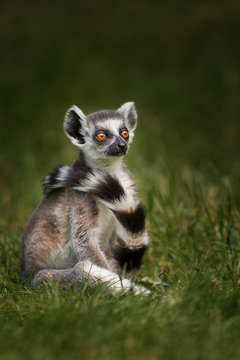 Lemur © anneliese2013