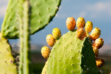 Cactus plant and prickly pears