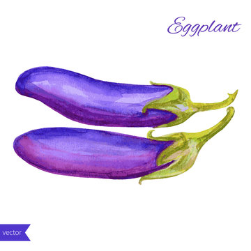Fresh eggplant aubergine vegetable isolated on white background,