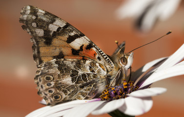 Butterfly vanessa cardui on daisy flower