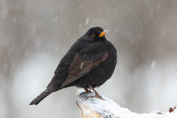 Amsel im Schnee