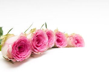 Arranged pink roses