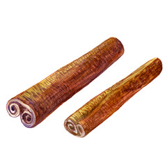 Cinnamon watercolor illustration isolated on white background,Hand drawn vector, Design food elements. Series of food and ingredients for cooking.