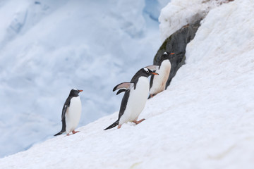Gentoo Penguins at Paradise Harbour, Antarctica. 