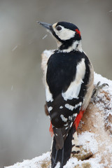 Buntspecht im Winter
