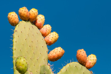 Cactus plant and prickly pears