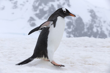 Gentoo Penguin at Paradise Harbour, Antarctica.