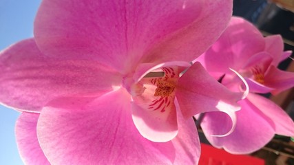 Orchidea - fiore viola 