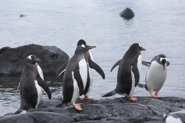 Gentoo Penguins at Paradise Harbour, Antarctica.