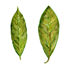 Bay leaf watercolor illustration on the white background