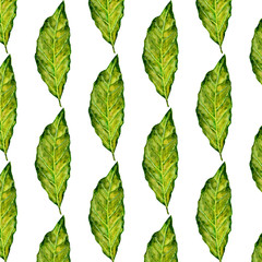 Bay leaf watercolor illustration on white. Vintage seamless pattern. Can be used as decoration for the gift boxes, wallpapers, backgrounds, web sites. Nature theme.