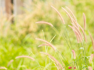 Field grass background blur.