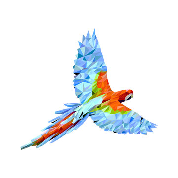Papuga geometryczna