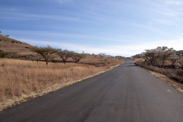 Newly Laid Asphalt Road Lined with Thorn Trees, South Africa
