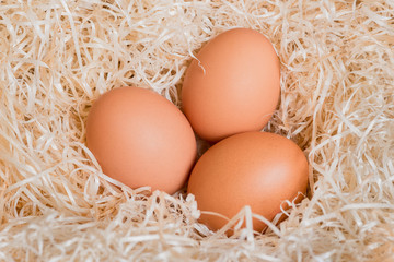 Three brown chicken eggs in a nest