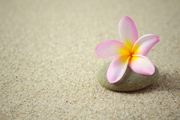 Fototapeta na wymiar Frangipani or plumeria flower on a zen stone with sand background. Photo was added with vintage retro filter, copy space available