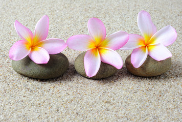 Fototapeta na wymiar Selective focus of three frangipani flower on a zen stones with sand background