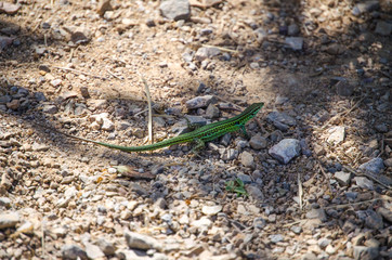 A common wall lizard