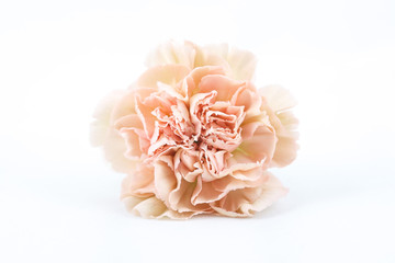 Carnation Lege Marrone isolated on white background - Powered by Adobe