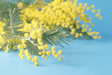 Obraz na płótnie Canvas Spring yellow flower mimosa on blue plain background