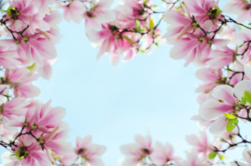 Fototapeta na wymiar magnolia flowers on a background of blue sky
