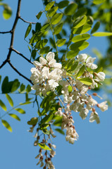 Obraz premium Acacia locust