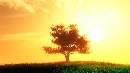 Fototapeta na wymiar Lonely Tree on Summer Field in the Sunset Sunrise