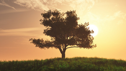 Obraz premium Lonely Tree on Summer Field in the Sunset Sunrise