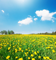 Green field with flowers under blue cloudy sky