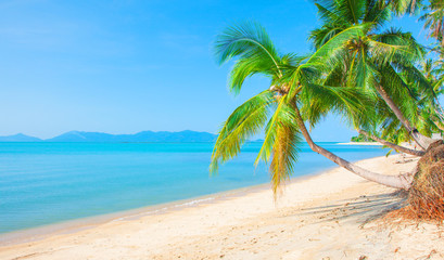 Plakat tropical beach with coconut palm