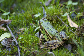 Frosch auf Wiese