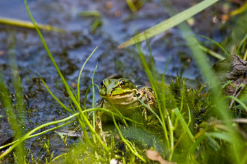 Frosch am See