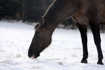 eating snow, Quarter Horse eating snow