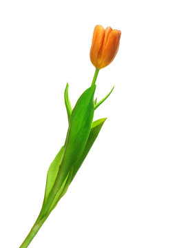 Orange tulip on a white background