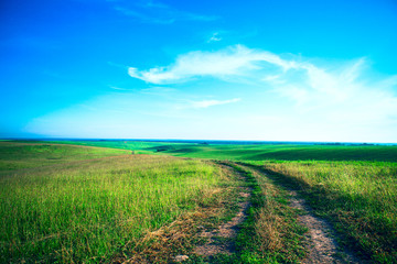 Beatiful morning green field with blue heaven