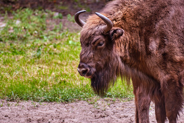 The head of a European bison standing on a meadow in Poland.