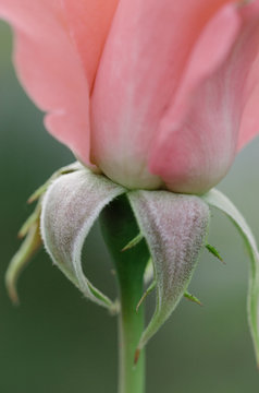 Base of a Pink Rose