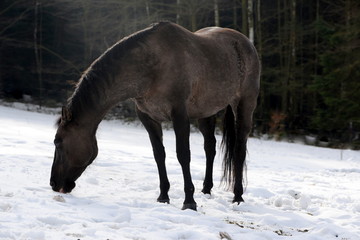 Fototapeta premium Beauty, Quarter Hoese in the snow