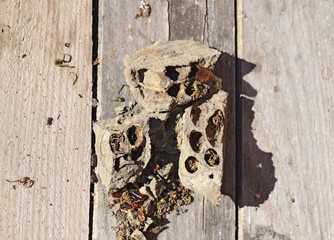 Break a hornet's nest of clay.