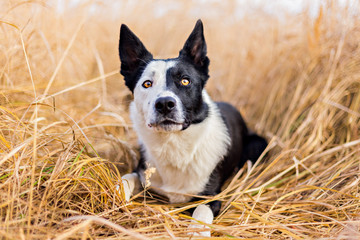 Strong border collie male dog. Shepherding and working dog © vaclavkrizek