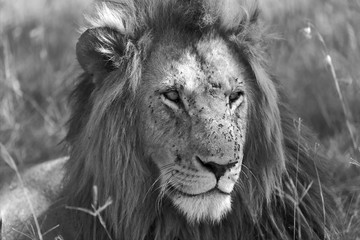 portrait of a lion at the masai mara national park kenya africa