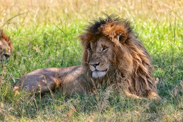 Fototapeta na wymiar portrait of a the lion named scarface at the masai mara national park