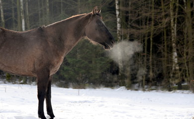 steam, Quarter Horse in the snow