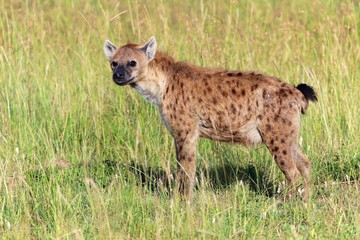 young spotted hyena at the masai mara national park kenya