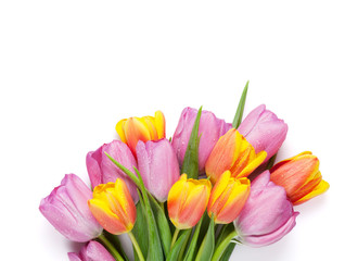 Fresh colorful tulip flowers